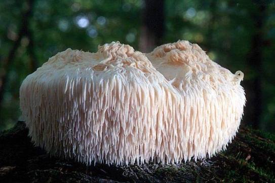 哺乳期猴頭菇食譜 哺乳期猴頭菇食譜