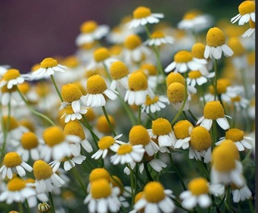 洋甘菊副作用 洋甘菊副作用