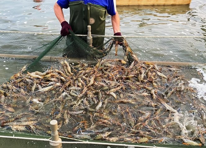 泰國蝦自助餐 泰國蝦自助餐