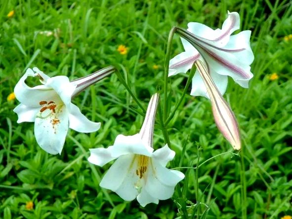 野百合健康益處 野百合健康益處