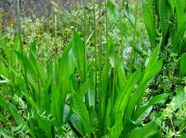 車前草安全食用