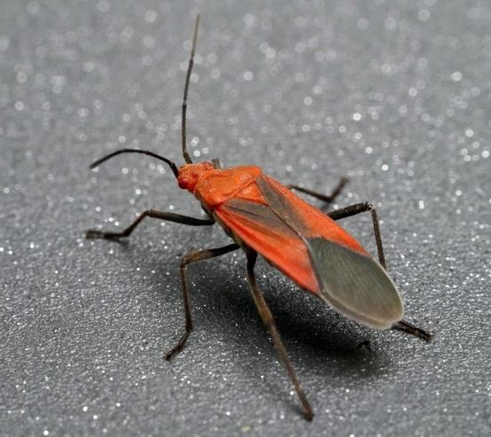 椿象種類 椿象種類