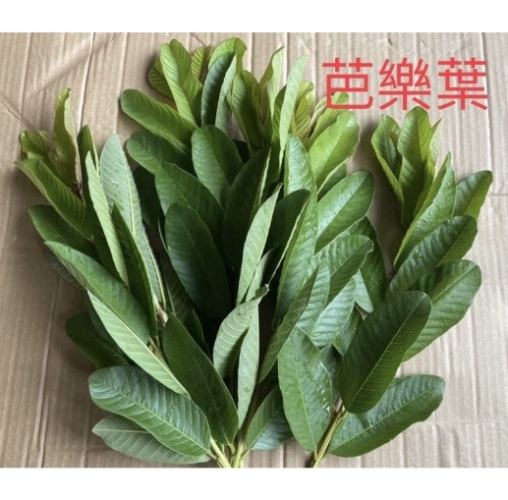 芭樂葉茶功效 芭樂葉茶功效