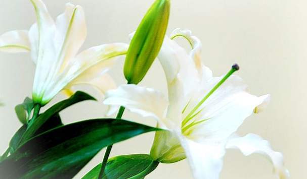 野百合健康益處 野百合健康益處