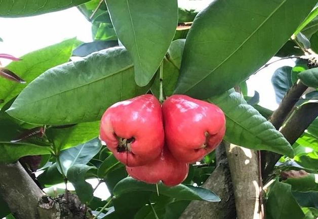 蓮霧挑選技巧 蓮霧挑選技巧