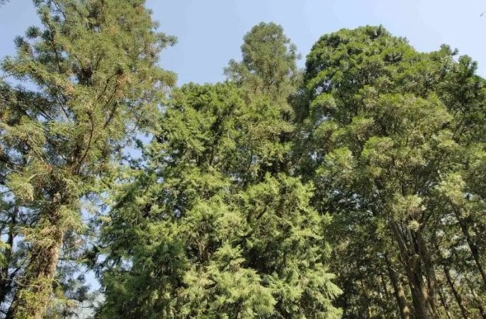 台灣肖楠功效全解析：從安神到淨化空氣的驚人好處