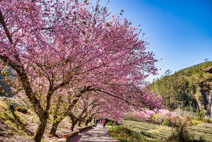 台灣賞櫻地點