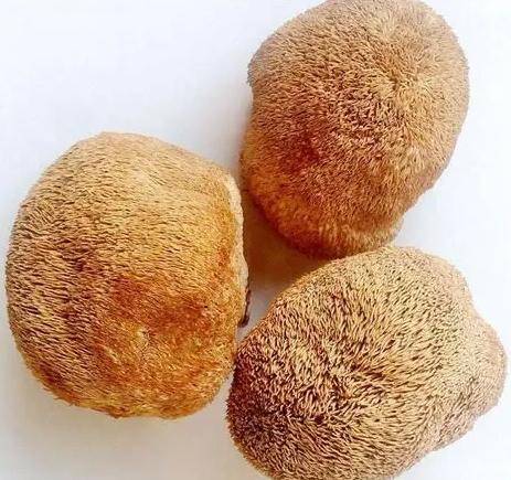 猴頭菇食用方法 猴頭菇食用方法