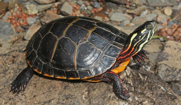 烏龜肺炎治療 烏龜肺炎治療