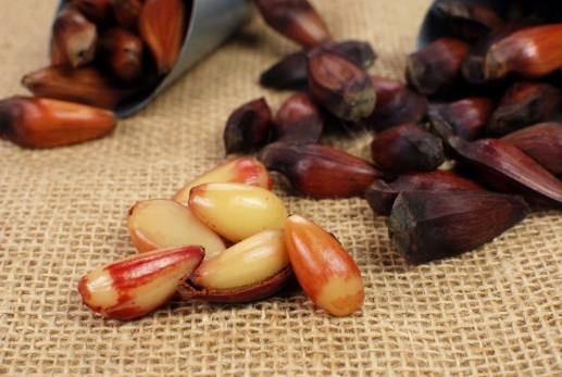 巴西松子功效 巴西松子功效