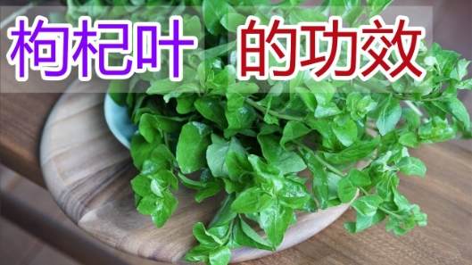 枸杞葉食譜