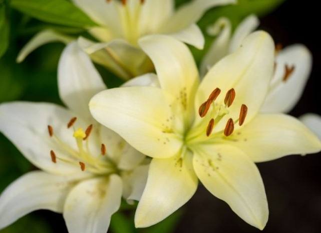 野百合食用方法 野百合食用方法