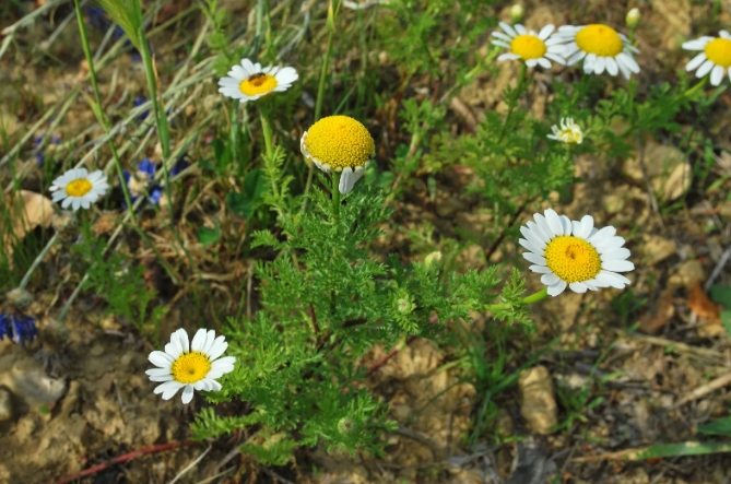 誰不能吃洋甘菊 誰不能吃洋甘菊