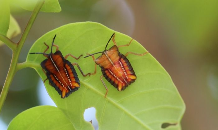 椿象防治 椿象防治