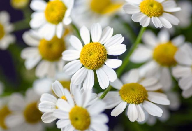 洋甘菊副作用 洋甘菊副作用