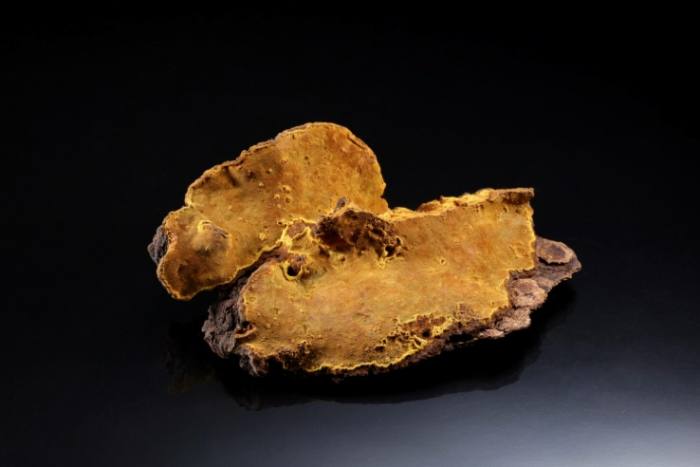 黃桑是什麼？台灣黃桑樹的完整指南與實用資訊