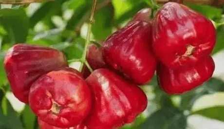 蓮霧變甜方法 蓮霧變甜方法