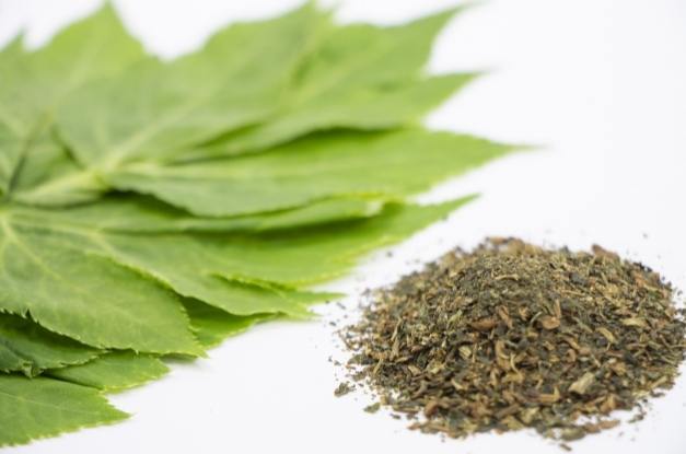 明日葉安全使用