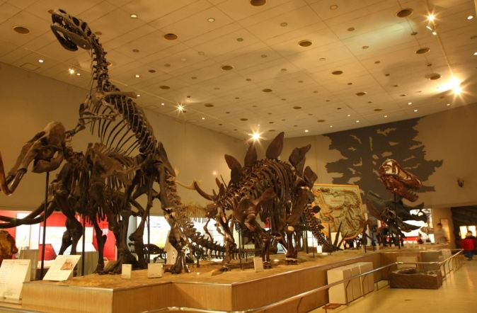 大板博物館 展覽