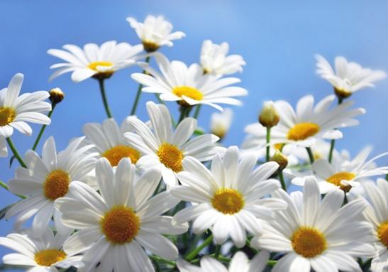 洋甘菊泡水好處 洋甘菊泡水好處