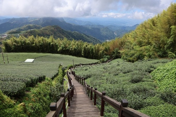 阿裡山旅遊攻略