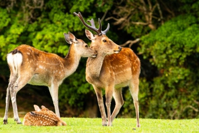 奈良公園旅遊 奈良公園旅遊