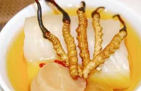 冬蟲夏草劑量建議