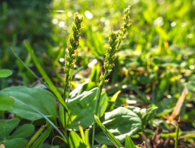車前草安全食用