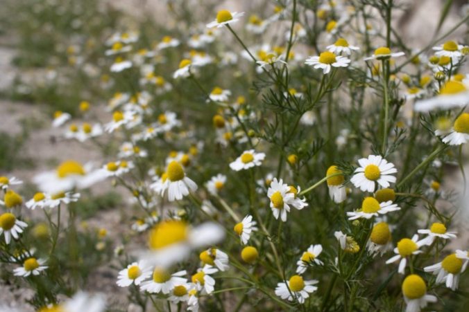 洋甘菊副作用 洋甘菊副作用