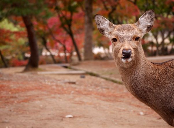奈良公園旅遊 奈良公園旅遊