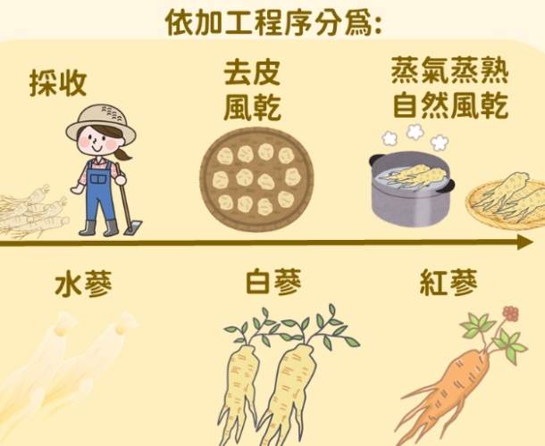 西洋蔘粉食用方法 西洋蔘粉食用方法