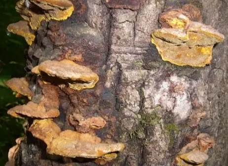 馬蹄桑黃怎麼吃