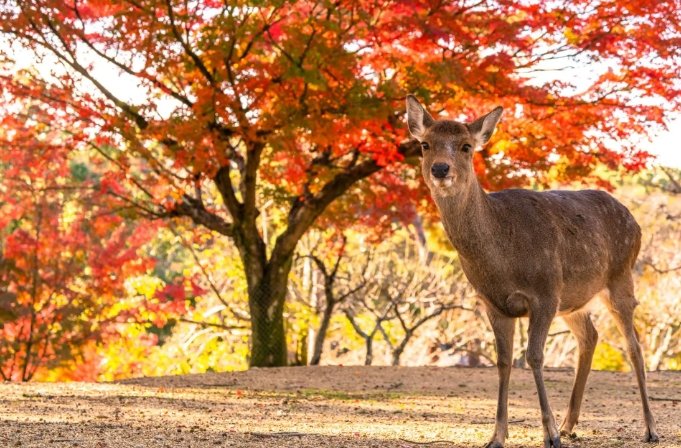 奈良公園旅遊 奈良公園旅遊