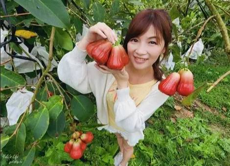 蓮霧吃太多會怎樣？健康風險與適量食用全解析