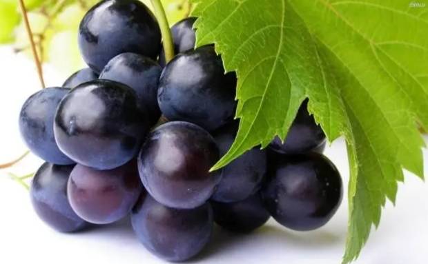 葡萄健康益處 葡萄健康益處