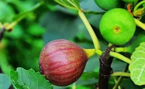 寶寶可以吃無花果嗎？完整指南與實用建議