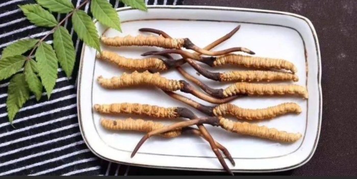 冬蟲夏草劑量建議