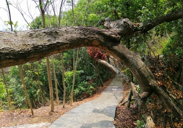 草屯虎山步道交通 草屯虎山步道交通