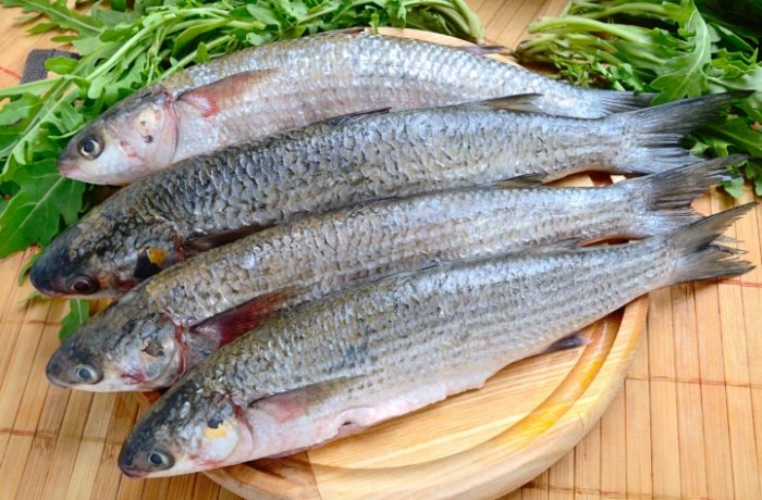 烏魚中毒 烏魚中毒