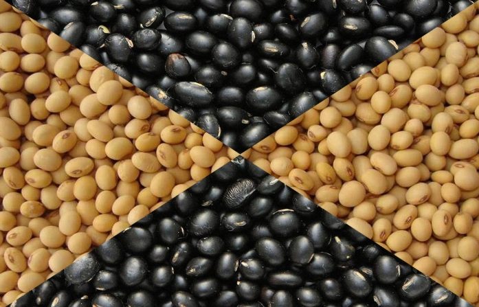 黃豆黑豆營養比較 黃豆黑豆營養比較