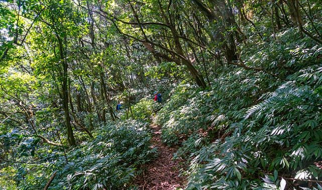 18彎古道路線 18彎古道路線