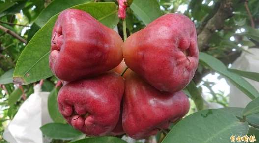 蓮霧營養價值 蓮霧營養價值