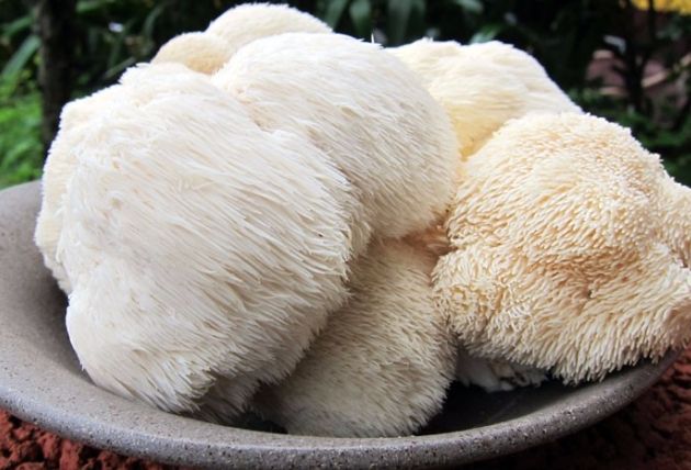 猴頭菇保存方法