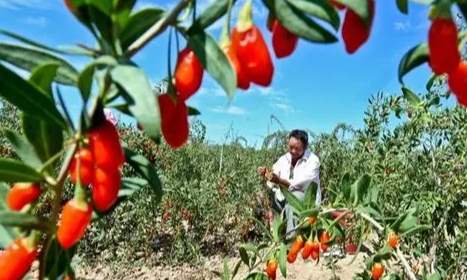 枸杞葉種植方法