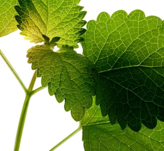 法國香蜂草益处