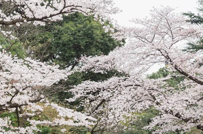 東京櫻花名所