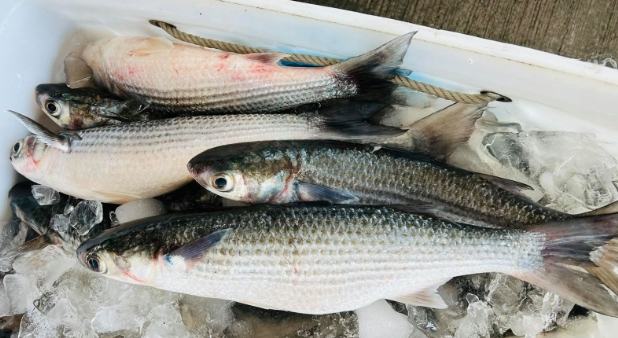 烏魚安全食用 烏魚安全食用