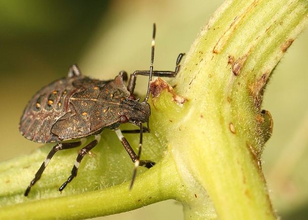 椿象種類 椿象種類