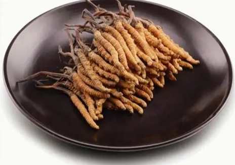 冬蟲夏草服用頻率