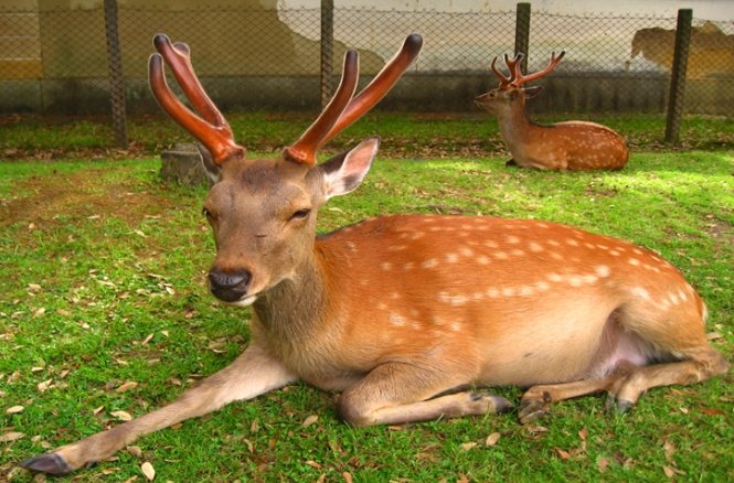 奈良鹿互動 奈良鹿互動